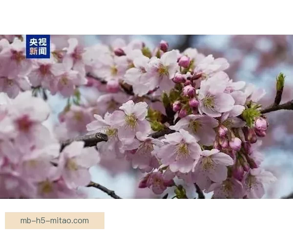 樱花视频在线观看：解锁视觉盛宴，触碰心灵悸动